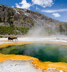 Yellowstone National Park Vacations